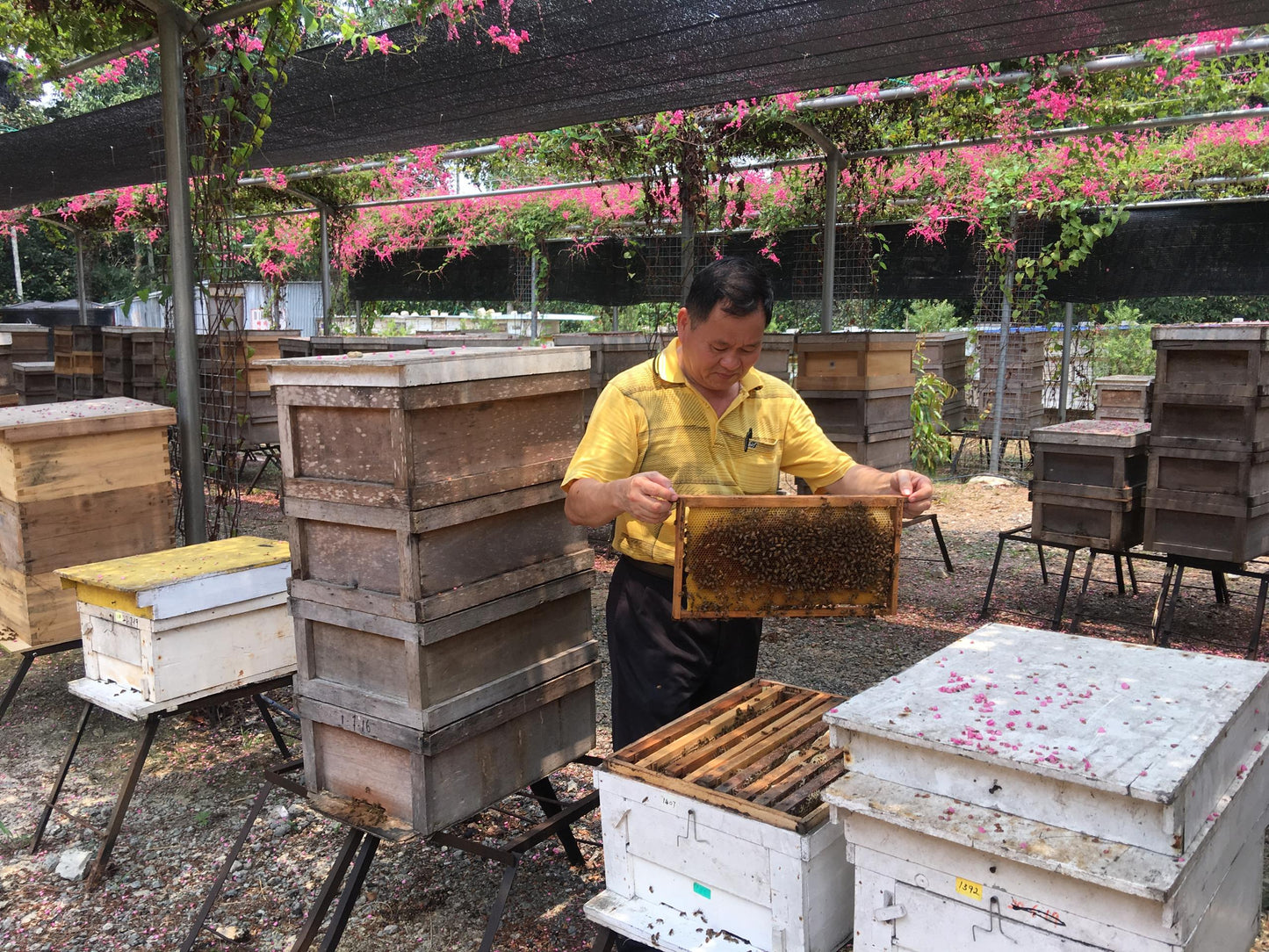 YMY Store,  Honeycomb, Honey Comb, Madu Sarang, 蜂巢蜜, 蜂蜜, 蜜糖 Pure Honey, Madu Asli